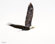 EagleFlight-176.jpg