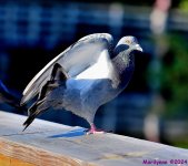 DSC_7090_001.JPG