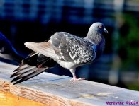DSC_7097_001.JPG