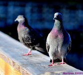 DSC_7105_001.JPG