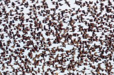 BlackbirdMurmuration-176.jpg