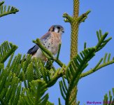 DSC_7171_001.JPG