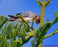 DSC_7184_001.JPG