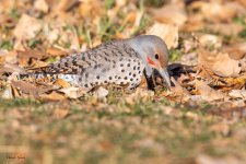 FlickerGround-177.jpg
