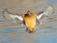 GreenWingTealLanding-177.jpg