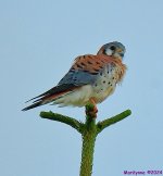 DSC_7224_001.JPG