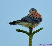 DSC_7231_001.JPG