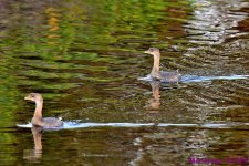 DSC_7239_001.JPG