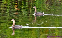 DSC_7240_001.JPG