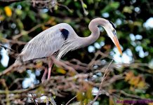 DSC_7245_001.JPG