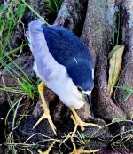 DSC_7263_001.JPG