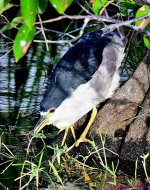 DSC_7270_001.JPG