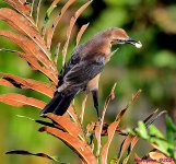 DSC_7299_001.JPG