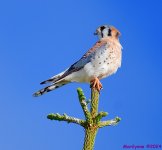 DSC_7320_001.JPG