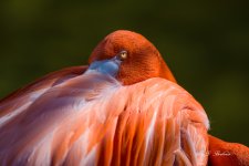 _DSC2335-DeNoiseAI-low-light.jpg