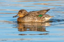 GreenWingTeal-185.jpg