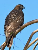 Hawk3.jpg
