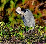 DSC_7334_001.JPG