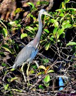 DSC_7343_001.JPG