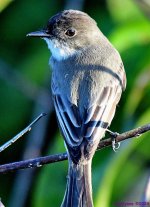 DSC_7345_001.JPG