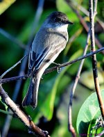 DSC_7346_001.JPG