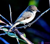 DSC_7353_001.JPG