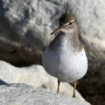 Sandpiper7.jpg