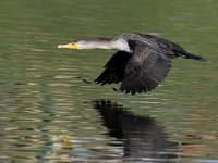 Cormorant2.jpg