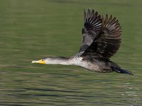 Cormorant3.jpg
