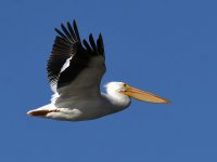 Pelican2.jpg