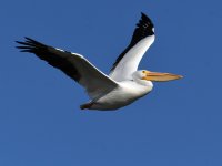Pelican3.jpg