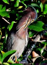 DSC_7382_001.JPG
