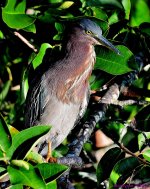 DSC_7389_001.JPG