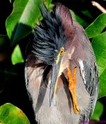 DSC_7392_001.JPG