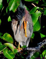 DSC_7397_001.JPG