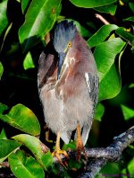 DSC_7400_001.JPG