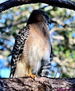 DSC_7431_001.JPG