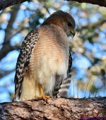DSC_7434_001.JPG
