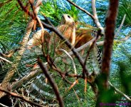 DSC_7489_001.JPG