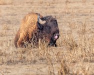 BuffaloTongue-181.jpg