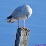 DSC_7547_001.JPG