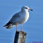 DSC_7550_001.JPG