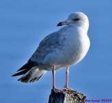 DSC_7554_001.JPG