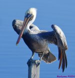 DSC_7585_001.JPG