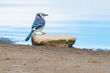 BluejayShore-182.jpg