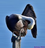 DSC_7596_001.JPG
