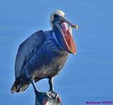 DSC_7621_001.JPG
