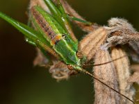 Hopper5.jpg