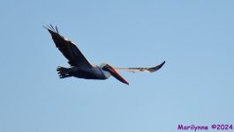 DSC_7891_001.JPG