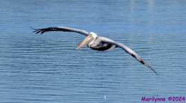 DSC_7907_001.JPG